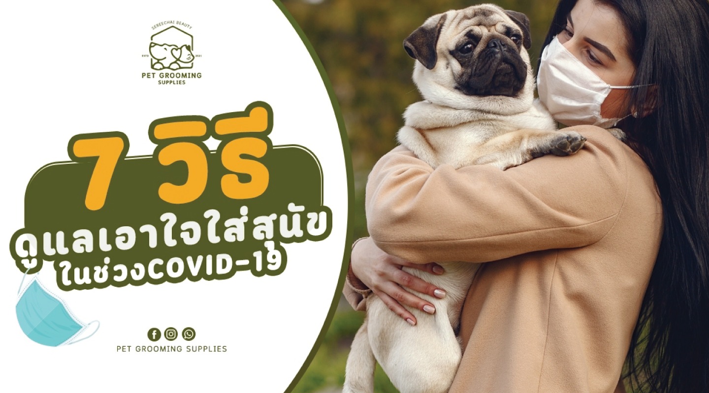 7 trick to take care of your dog during covid